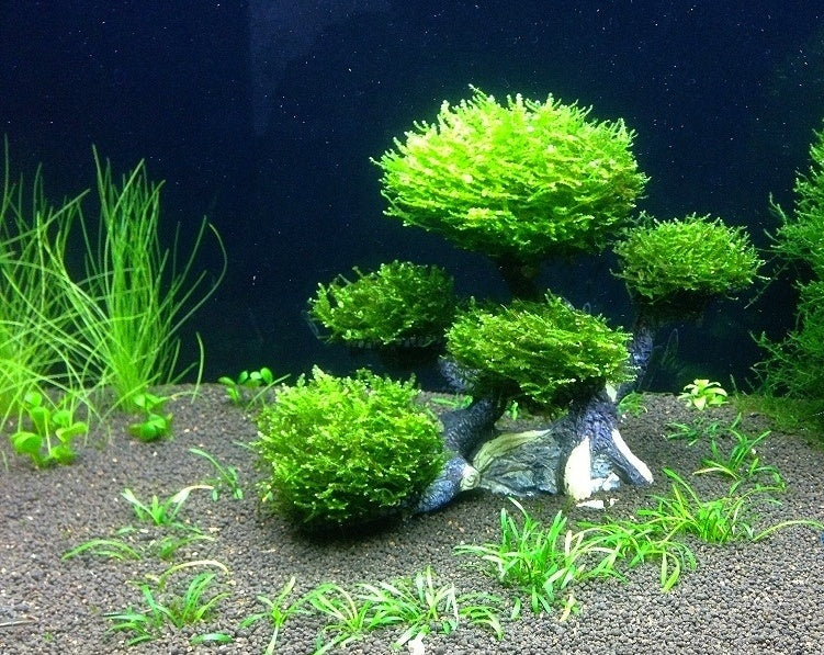 Dennerle Bonsai Tree – Onlineaquariumprodukte