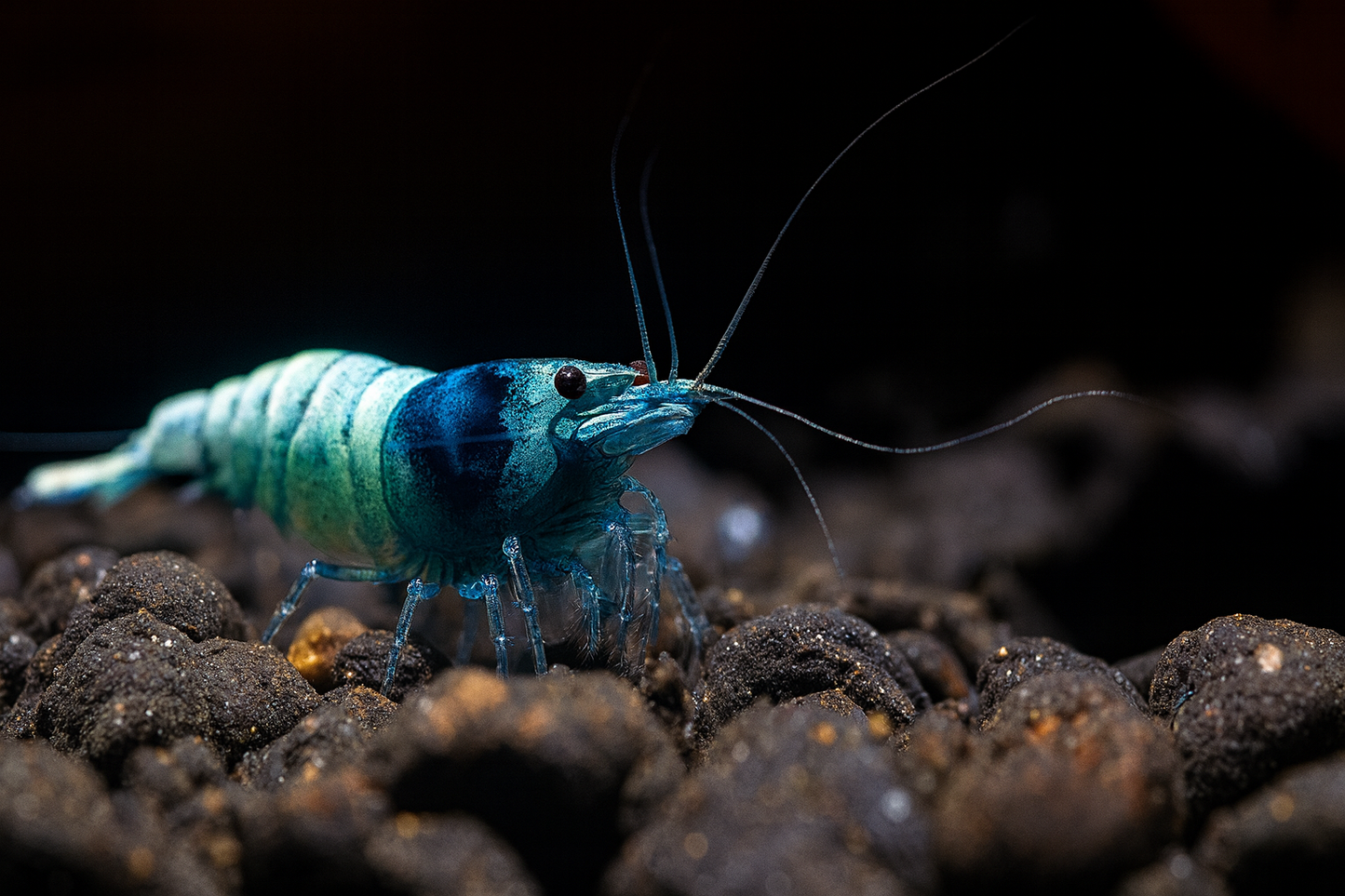 Caridina vs. Neocaridina: Unterschiede & Wasserwerte