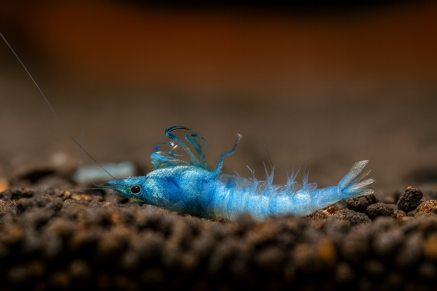 Warum sterben Garnelen im Aquarium? 5 Hauptursachen erklärt