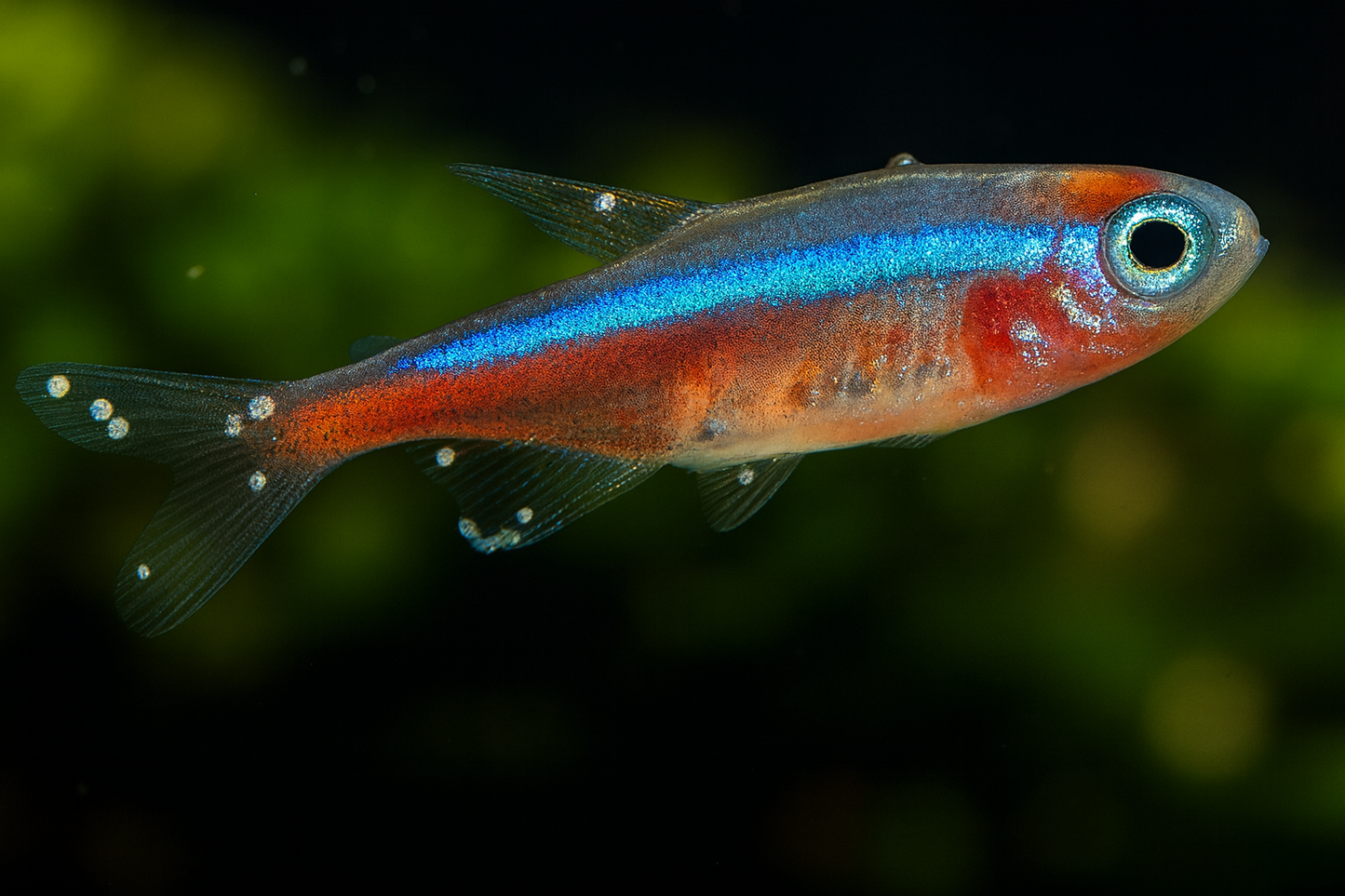 Weißpünktchenkrankheit bei Fischen – Ursachen & Behandlungv