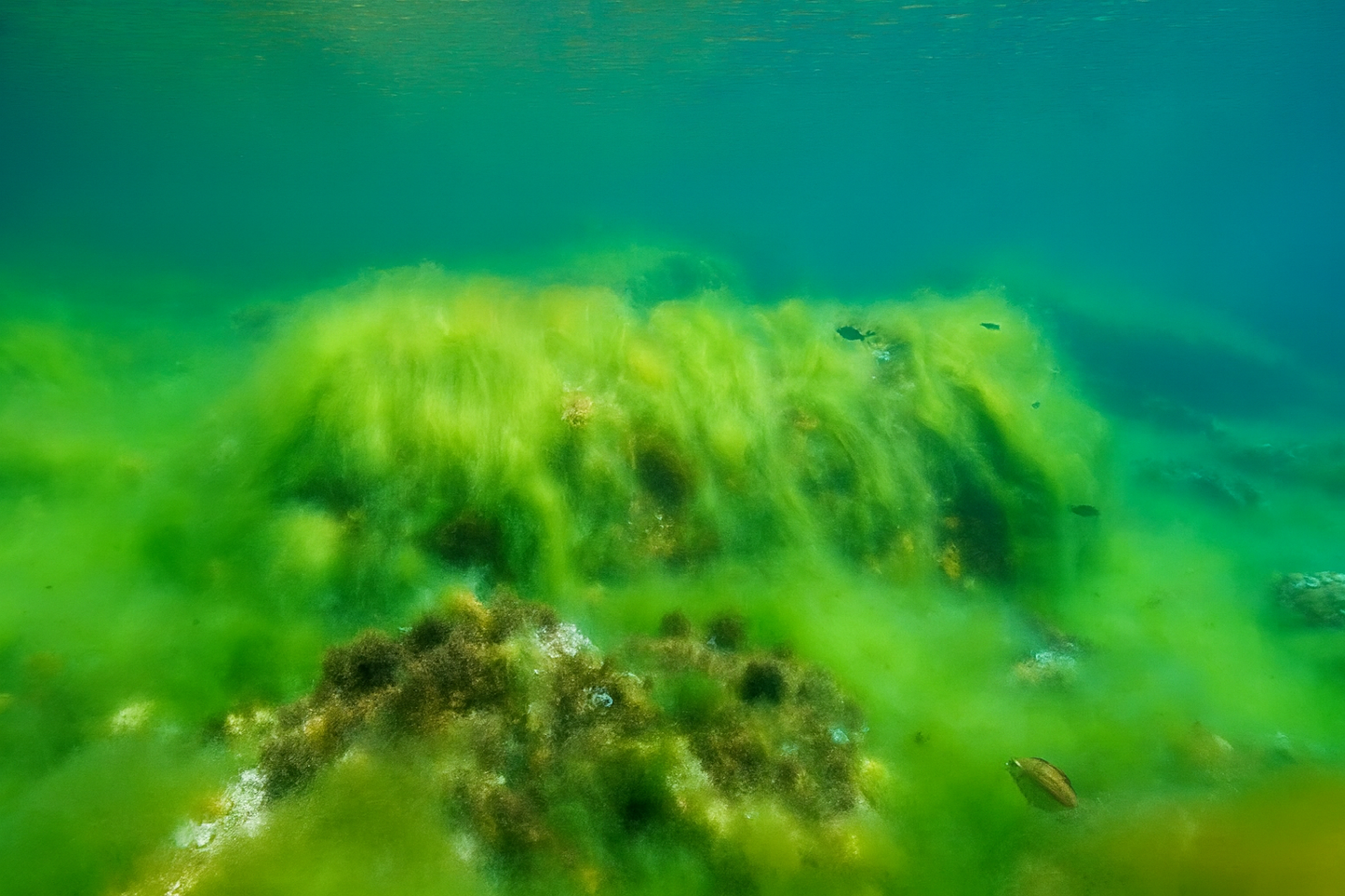 Fadenalgen bekämpfen