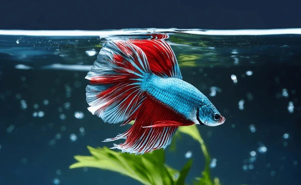 Bettas: Ein vollständiger Leitfaden