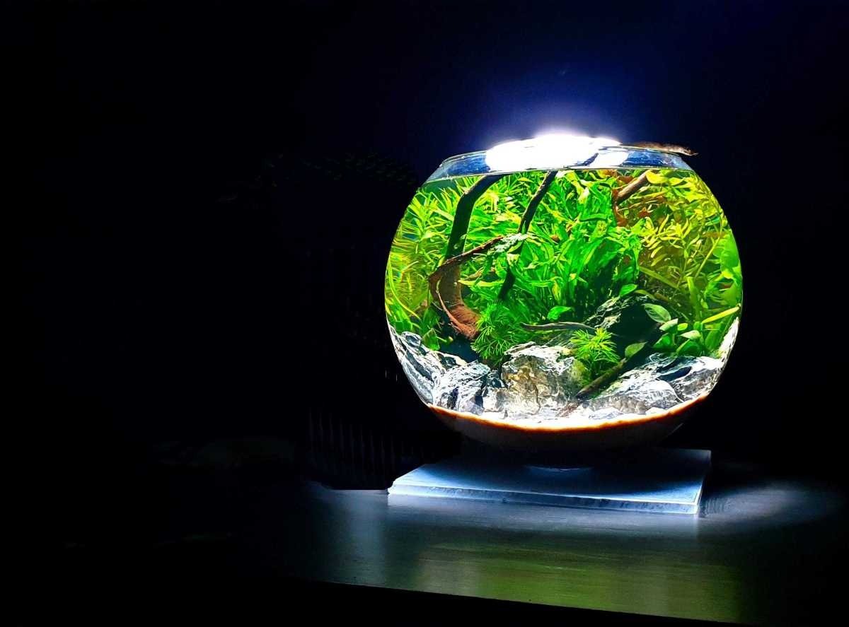 No-Filter-Aquarium: Natürliches Ökosystem für Ihr Zuhause