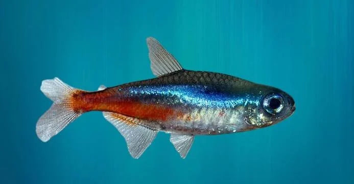 Flossenfäule bei Fischen. Was kann ich dagegen tun?