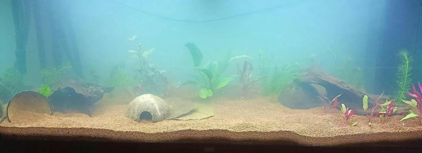 Weißer Schleier im Aquarium – Ursachen & Lösungen